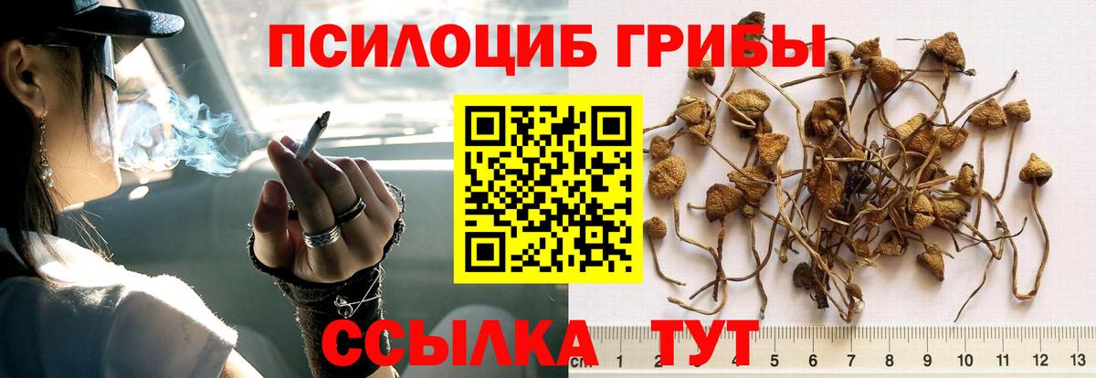 Галлюциногенные грибы Psilocybine cubensis  Вход с VPN  что такое наркотик  Галлюциногенные грибы прущие грибы  Ртищево 